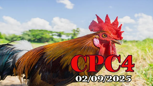 Clip phát lại đá gà trực tiếp C4 ngày 02/09/2025