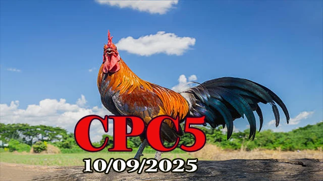 Phát lại trận đá gà C5 Full HD 10/09/2025