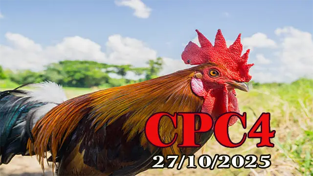 Xem lại đá gà Thomo hôm nay C4 ngày 27/10/2025