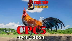 Clip đá gà trực tiếp CPC5 hôm nay 07122025 mới nhất