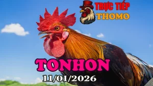 Xem Clip Đá Gà Trực Tiếp Tonhon 11012026 Mới Nhất