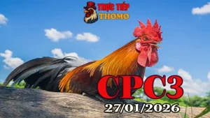 Xem clip đá gà Thomo CPC3 trực tiếp ngày 27012026