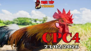 Clip đá gà trực tiếp CPC4 23022026 – Tổng hợp trận gà Thomo hôm nay