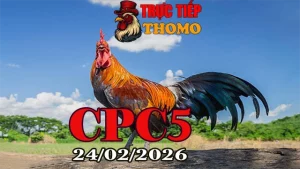 Xem lại clip đá gà trực tiếp CPC5 24022026 full trận