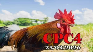 Xem video đá gà trực tiếp CPC4 hôm nay 23032026