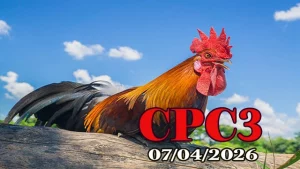 Xem clip phát lại đá gà Thomo CPC3 ngày 07042026