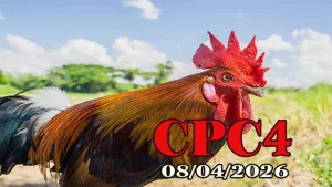 Xem clip phát lại đá gà trực tiếp CPC4 ngày 08042026