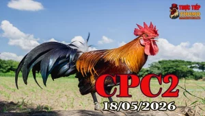 Xem clip đá gà thomo CPC2 hôm nay 18052026