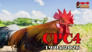 Xem clip đá gà trực tiếp CPC4 ngày 19052026