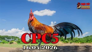 Xem clip đá gà trực tiếp CPC5 hôm nay 16052026