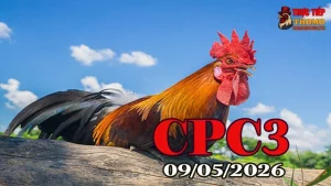 Xem video đá gà thomo CPC3 hôm nay 09052026